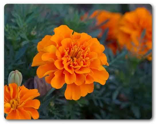  Gujarat State flower, Marigold, Tagetes